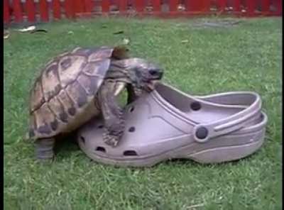 A turtle making sweet sweet love to a Croc