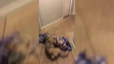Dogs love magic