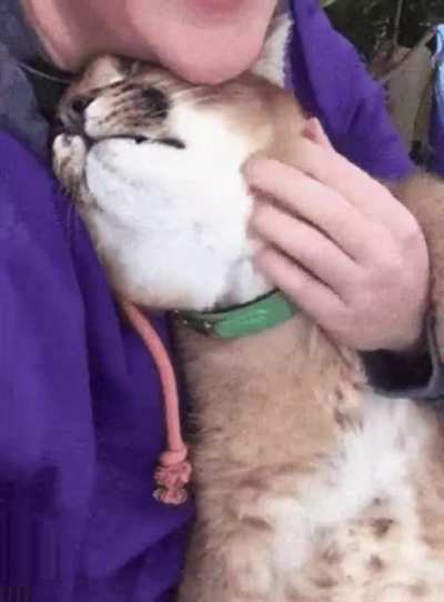 Floppito