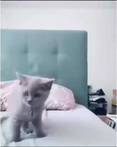 Kitty