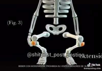 XD