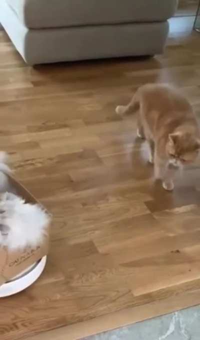 make way, PEASANT