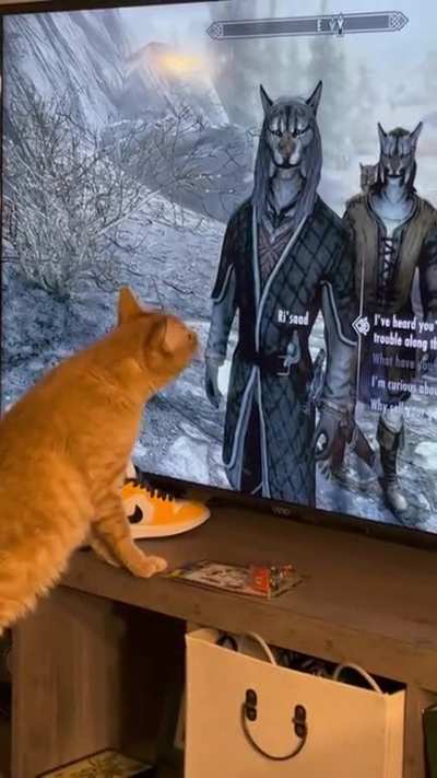 My Cat was surprised