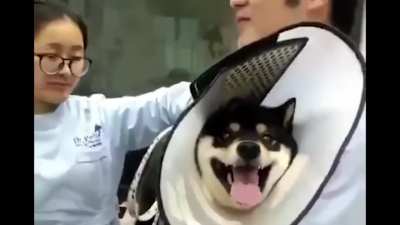 Dog At The Vet