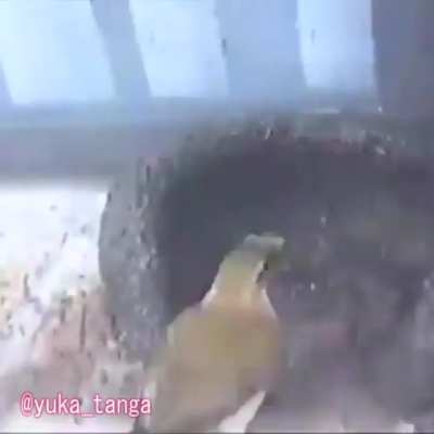 el que quiera perde 😯