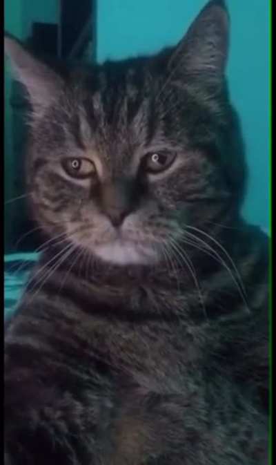 Sad cat 😔