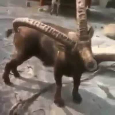Rare tool found in the wild