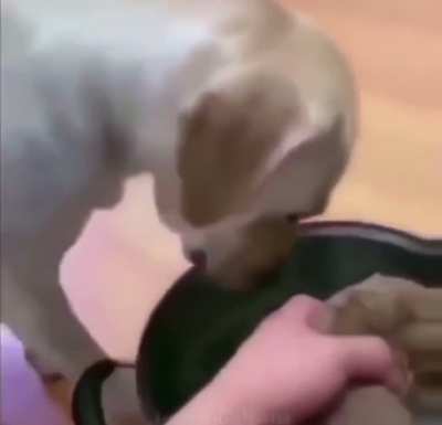 cachorro se sacrifica para salvar a humanidade