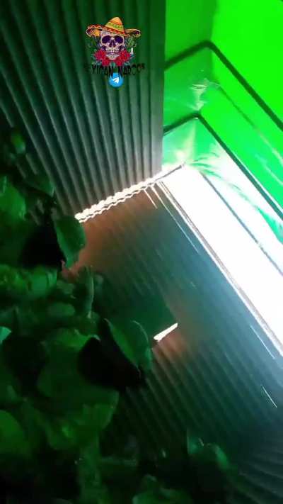 Sicarios del cjng en movimiento por Sinaloa