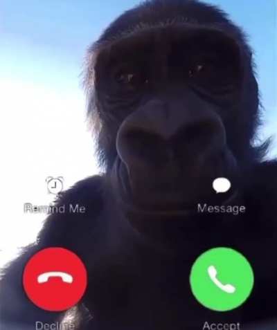 Monke arıyor a&ccedil;acak mısın?