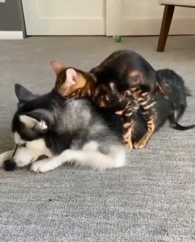 Кусь!