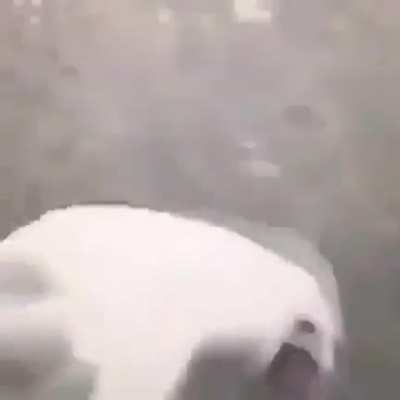 sausage