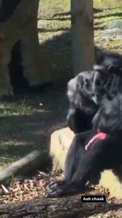 Monke