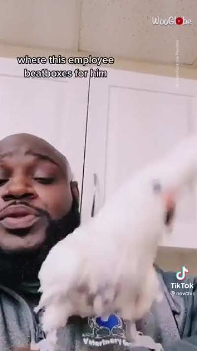 This cockatoo dancing like a human