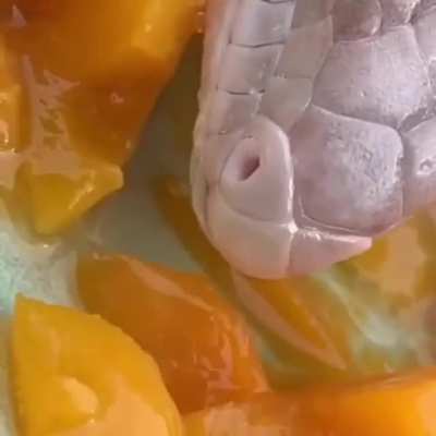 🔥 Blue-tongued skink skinking some skinks