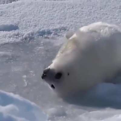 The harp seal pup often has a yellow-white coat at birth due to staining from amniotic fluid, but after one to three days, the coat turns white and stays white for 2&ndash;3 weeks, until the first molt. Adolescent harp seals have a silver-gray coat spotted with