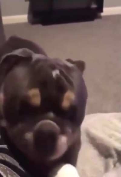 "Does your Dog bite?" - "No but he learned how to use projectile weapons"