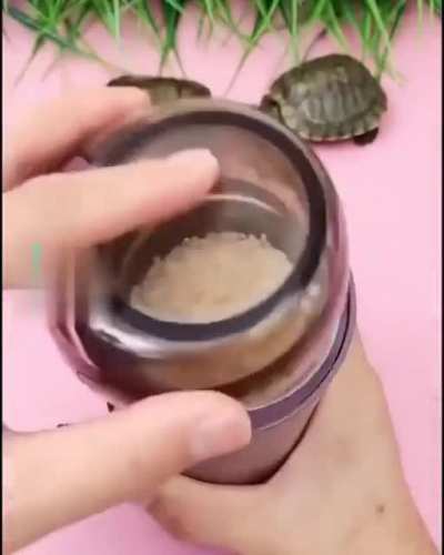 🐢