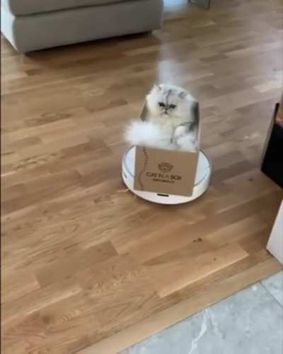 Котик