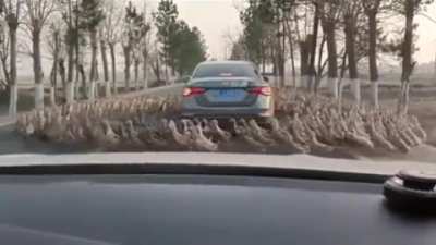 All hail them car