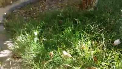 Go outside touch some grass (+sekrit message)
