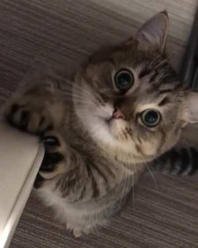 Cat.