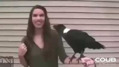Hentai bird