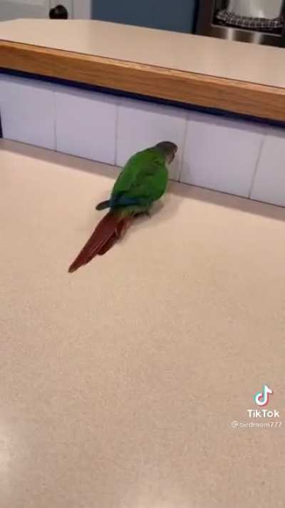 BonkyBirb