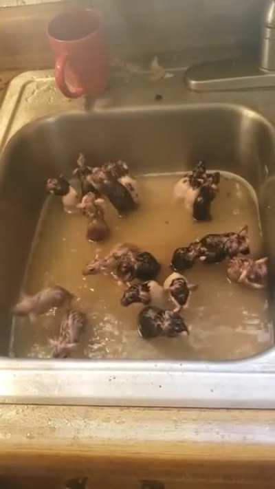 Bath time for them