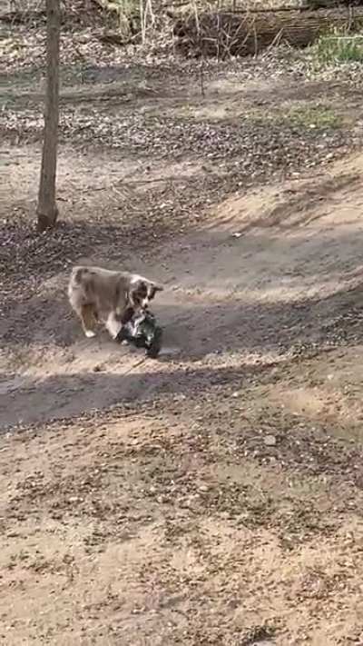 A while back I posted a video of my dog and my R/C track and someone asked if he could flip the car back over. It took a while but he&rsquo;s got it down!