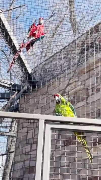 parrot