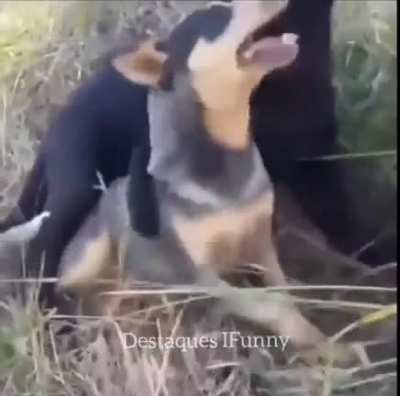 Fofo