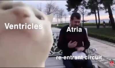 [meme] test post