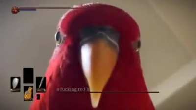 Just a laughing red bird&hellip;