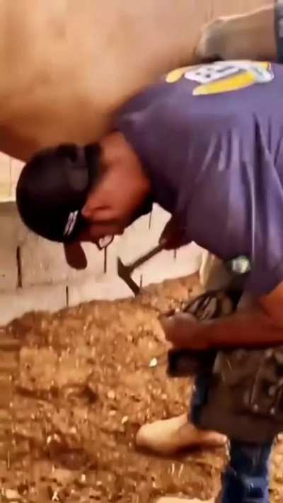 horse loves getting a visit from farrier