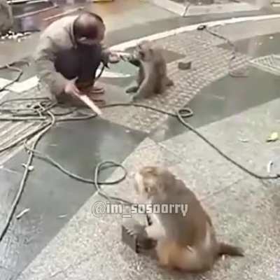 Ты с обезьянками шутишь,а они с тобой нет