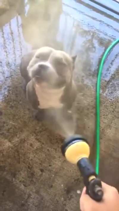 Happy dog gets a wash