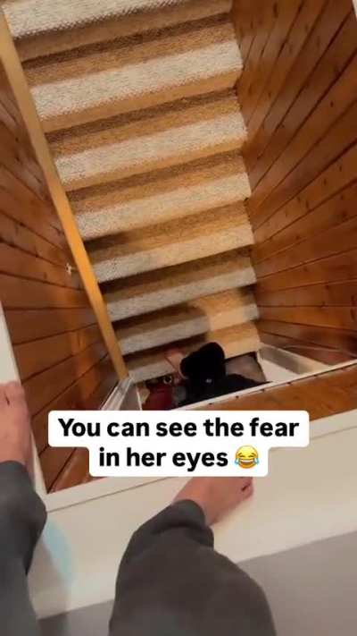 They never expect an ambush from above 