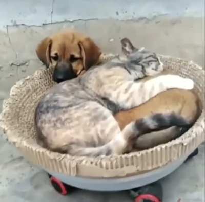 Due For A Cuddle
