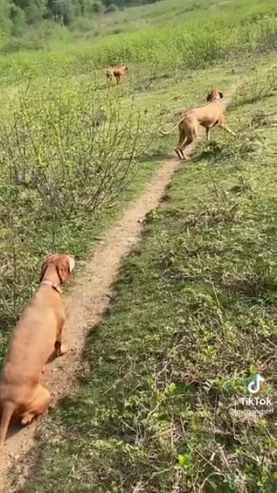 Hungarian Vizslas hunting.