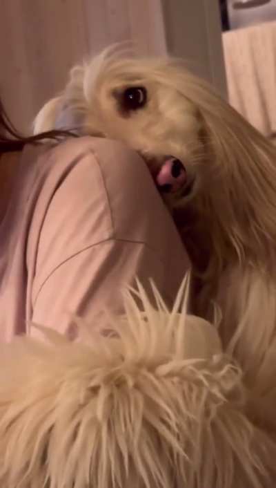 A dog gently hugs its owner and appears to smile
