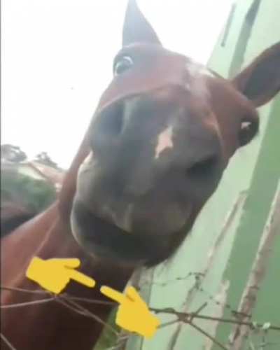 Hello cavalo