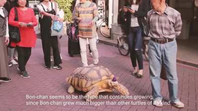 Mitani-san and His Pet Tortoise Bon-chan