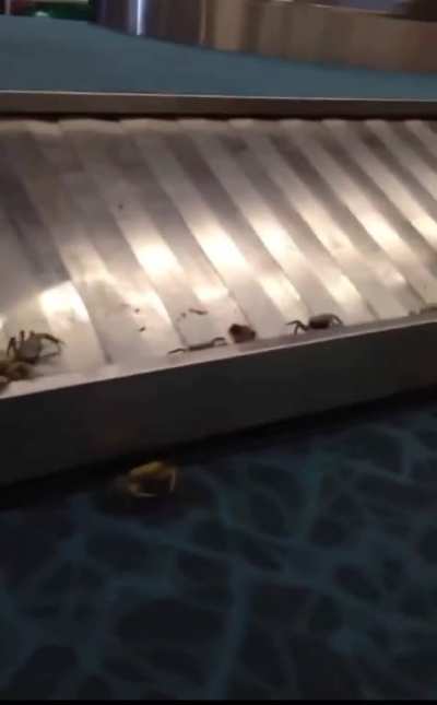 I got crabs...you got crabs... everybody got craaaaaaaabs