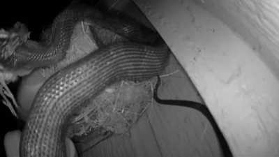 Set up a security camera on a bird&rsquo;s nest to show my nieces some nature, then nature happened.