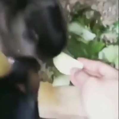 Perro qlo