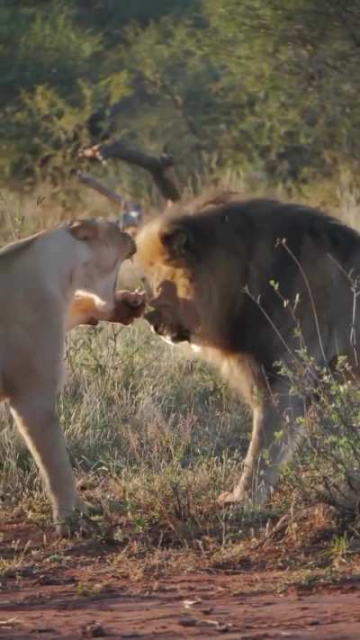 A lioness embedding a claw into a male lion&rsquo;s snout
