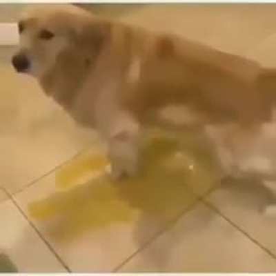 rip dog