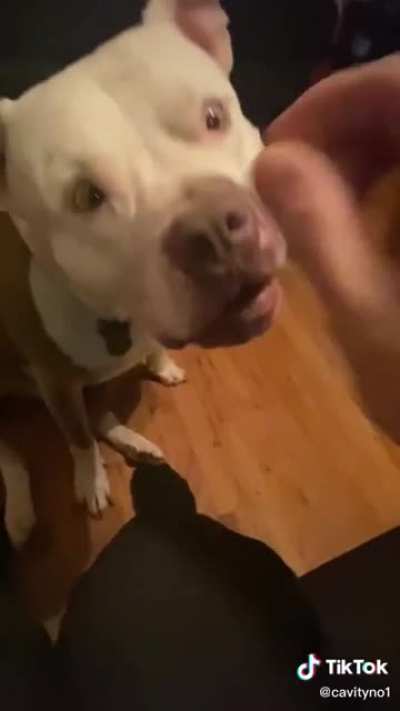 That dog is going to be in for a treat