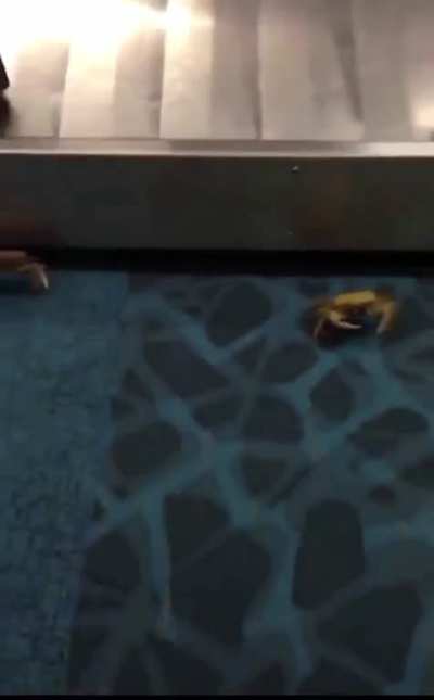 a bunch of crabs bust out of someone's bag at the airport -- while it's still on the luggage carousel
